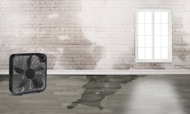 Best Water damage mitigation services  in Gardner, IL